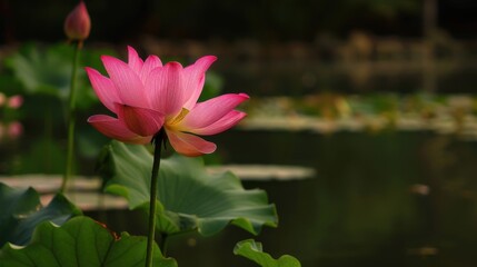 Vibrant Water Lilies & Lotus: Aquatic Blooms by Pond – Summer Nature