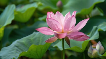 Obraz premium Vibrant Water Lilies & Lotus: Aquatic Blooms by Pond – Summer Nature