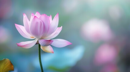 Obraz premium Vibrant Water Lilies & Lotus: Aquatic Blooms by Pond – Summer Nature