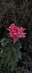 red rose in the garden