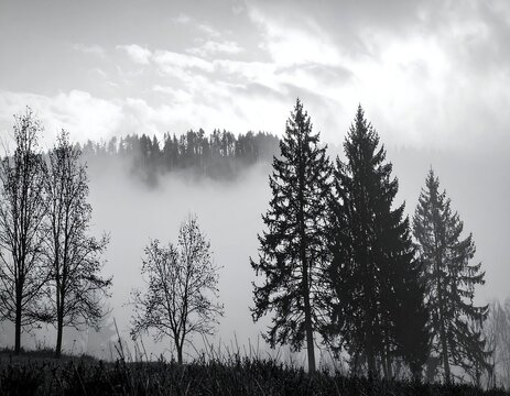 Black and white landscape of misty hills and trees - Powered by Adobe