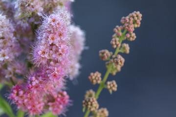 Spiraea douglasii is a species of flowering plant in the rose family.