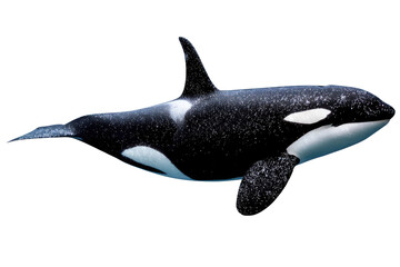 Obraz premium A majestic orca, or killer whale, swims gracefully against a transparent background, its sleek body speckled with white. background removed
