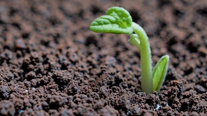 Close-up shot of a sprouting seedling emerging from soil, captured from a low angle. Ideal for time-lapse video showcasing growth and nature. - Powered by Adobe