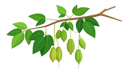A stylized illustration of a branch with vibrant green leaves and small, light-green fruits hanging downwards.