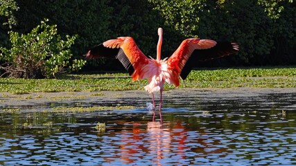 A vibrant flamingo spreads its wings in a serene wetland, captured from a low angle. Ideal for nature video projects or wildlife photography themes.