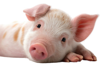 Adorable pink piglet lying down, isolated on a transparent background.  Sweet, innocent expression. background removed