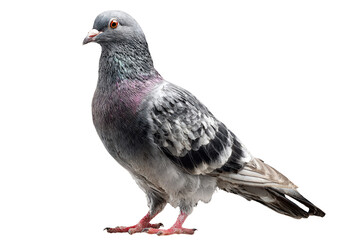 Naklejka premium A detailed close-up of a single grey pigeon isolated against a transparent background. background removed