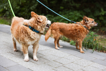 Walking with pet. Two cute dogs with leashes outdoors, selective focus