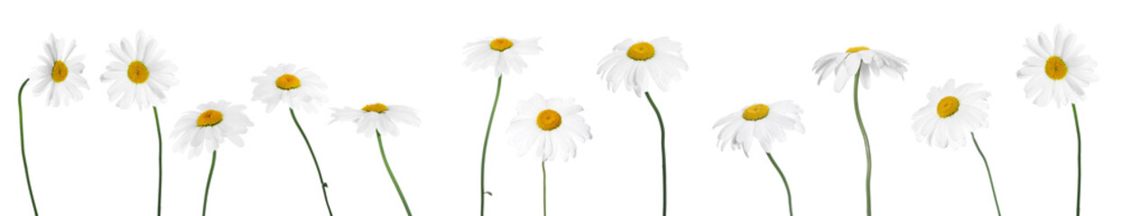 Set of chamomile flowers isolated on white