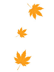 Three Floating Maple Leaves on a Dark Background