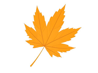 Single Yellow Maple Leaf Illustration