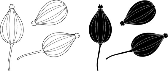 outline silhouette Ajwain fruit icon set