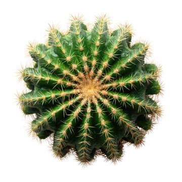 Top view of a spherical green cactus with numerous spines against a transparent background. background removed