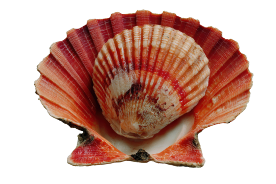 A vibrant red scallop shell, intricately detailed, is displayed against a stark black backdrop. background removed