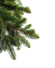 Obraz premium Lush green pine branches isolated on white background