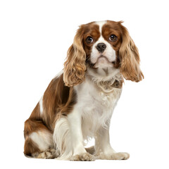 A purebred Cavalier King Charles Spaniel puppy, a cute brown and white canine, is a truly adorable pet