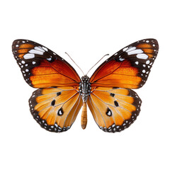 Fototapeta premium Large orange butterfly with black spots on its wings