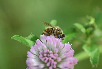 Honey bee on clover macro