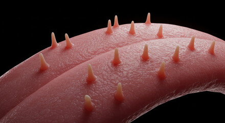 Cat Tongue Papillae Close Up - Anatomical Rendering