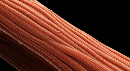 Muscle Fibers Close-Up: Anatomical Structure Illustration