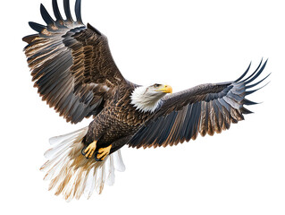 Fototapeta premium Large eagle is flying in the sky
