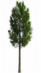 Isolated Tall Green Tree with Dense Foliage on a Clean White Background