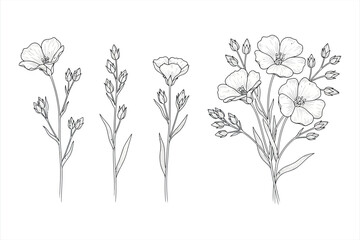 Black and white line drawing of flax flowers and buds on white background linen bloom