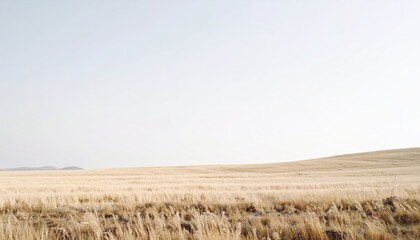 Calm Beige Wheat Field Under a Pale Sky