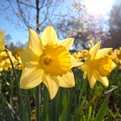 Obraz premium Daffodils in Spring Sunlight