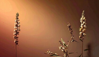 Dried Flowers Against Warm Gradient Background