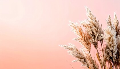 Dried Pampas Grass Against Pink Sky