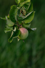 A close-up of an unripe apple with a red spot hanging from a branch, surrounded by green leaves with a blurred green background, captured in soft evening light.

