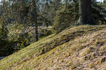 Hill slope with patchy grass under large tree trunk, forest in background, early spring landscape with bare branches and woodland depth.
