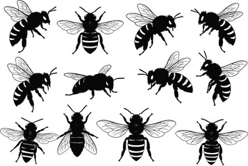 Set of detailed bee vector illustrations in various poses, perfect for nature, insects, pollination, environment, and biodiversity design themes.