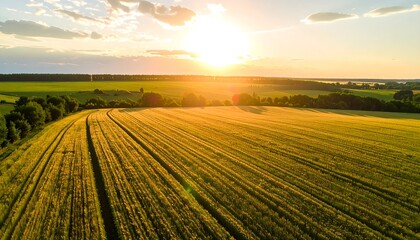 Aerial view of a golden field at sunset. Sun casts long shadows. Green tree line borders the horizon. Cloudy sky