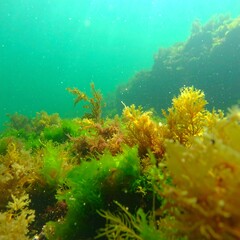 Underwater kelp forest vibrant colors