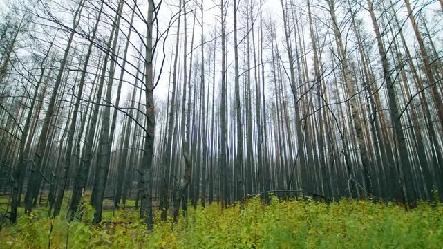 Footage captures the stark beauty of a forest recovering near Zalissia Village in the Chernobyl Exclusion Zone. The scene showcases the resilience of nature with new growth emerging amidst the skeleta