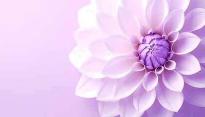 Fototapeta premium Pale Purple Dahlia Blossom on Lavender Background