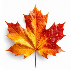 Obraz premium Detailed Maple Leaf with Water Droplets on White Background Displaying Vibrant Autumn Colors