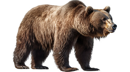 Fototapeta premium Brown bear profile