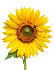 Obraz premium Vibrant yellow sunflower with a bee, centered against a bright white background.