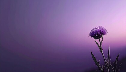 Purple Flower Silhouette Against a Soft Violet Sunset