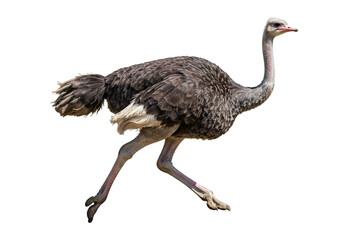 A majestic flightless bird gracefully strides across a stark white background, showcasing its impressive size and unique plumage in a captivating image.