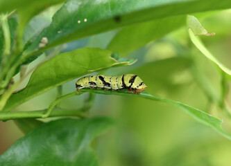 Karierter Schwalbenschwanz - Raupe - Chequered Swallowtail