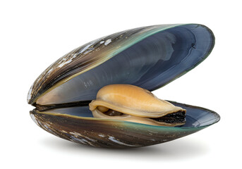 A close-up of an open mussel shell revealing its succulent meat, showcasing the beauty and...