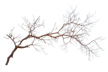 Bare, sprawling branch against white background