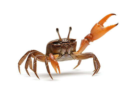 Isolated fiddler crab with one large claw raised against a stark white backdrop, showcasing its unique anatomy and stance, a fascinating creature, macro studio shot.