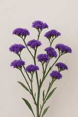 Fototapeta premium Statice Blossom high quality realistic image.