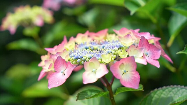 Close-up of a vibrant pink and blue lacecap hydrangea flower blooming in a garden